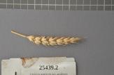 Click for 1 image(s) for this accession. Spike
